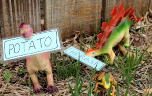 dino plant markers diy (4)