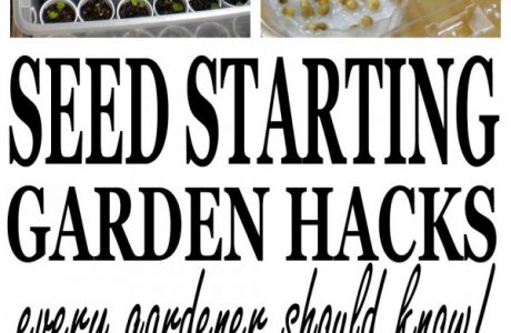 Seed starting ideas